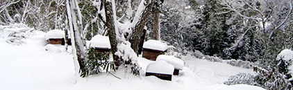 雪景色の巣箱